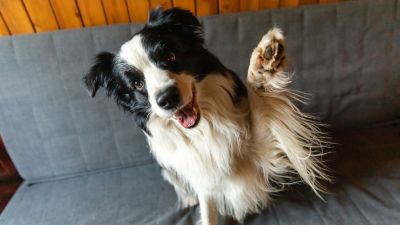 Canine Communication: Understanding the Ladder of Dog Behavior